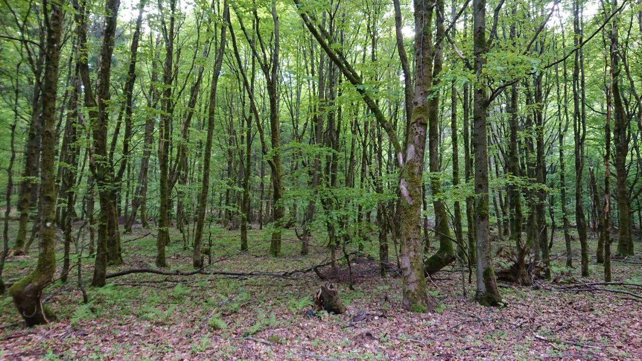Haus Hasenmueller Lejlighed Schmiedefeld am Rennsteig Eksteriør billede